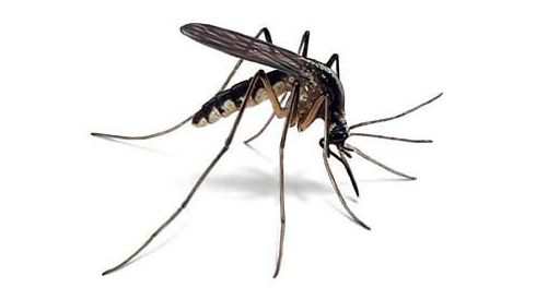 ЧП. Личинки малярийных комаров найдены в Москве