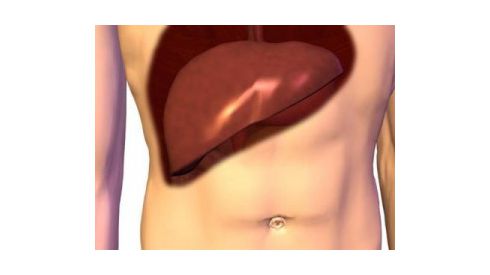 Здоровая печень напрямую зависит от состояния кожи человека