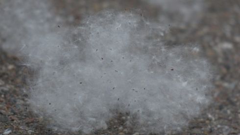 Чего нельзя есть при аллергии на тополиный пух