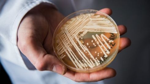 По всему миру распространяется новый «супергрибок»