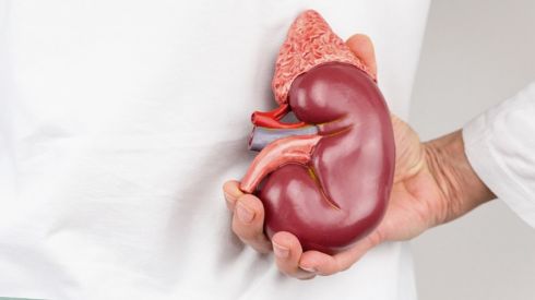 Как очистить почки за семь дней