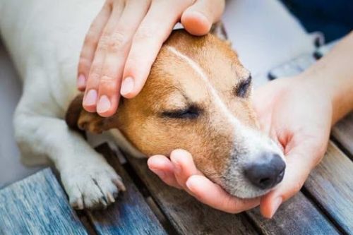 Чумой собаки и кошки могут заражаться от диких животных