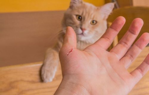 Фелиноз передается через царапины и укусы кошек